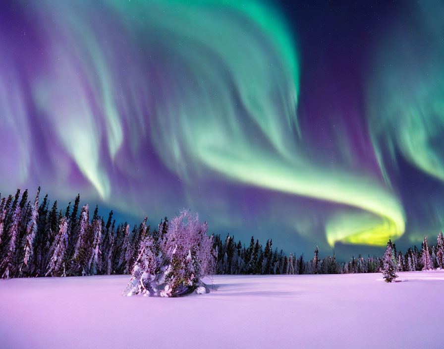 Stunning purple and green aurora borealis over snowy landscape