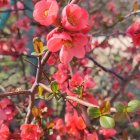 Vividly colored flowers with intricate details on soft-focus background