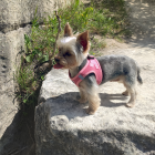 Fluffy dog in galaxy coat on rocky surface with greenery