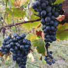 Detailed Grape Clusters on Vine with Ornate Background and Script Text