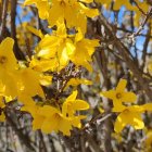 Bright yellow flowers with water droplets and iridescent bubbles on colorful bokeh background