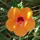 Colorful Hibiscus Flowers with Red Stamen and Green Leaves