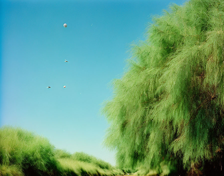 Vibrant green bushes, blue sky, birds in flight, faint moon.