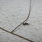 Three ants crossing crevice on glittery white surface