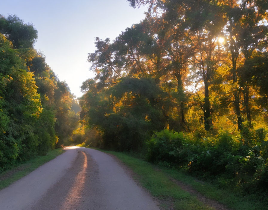 Sunlit country road through lush greenery at sunrise