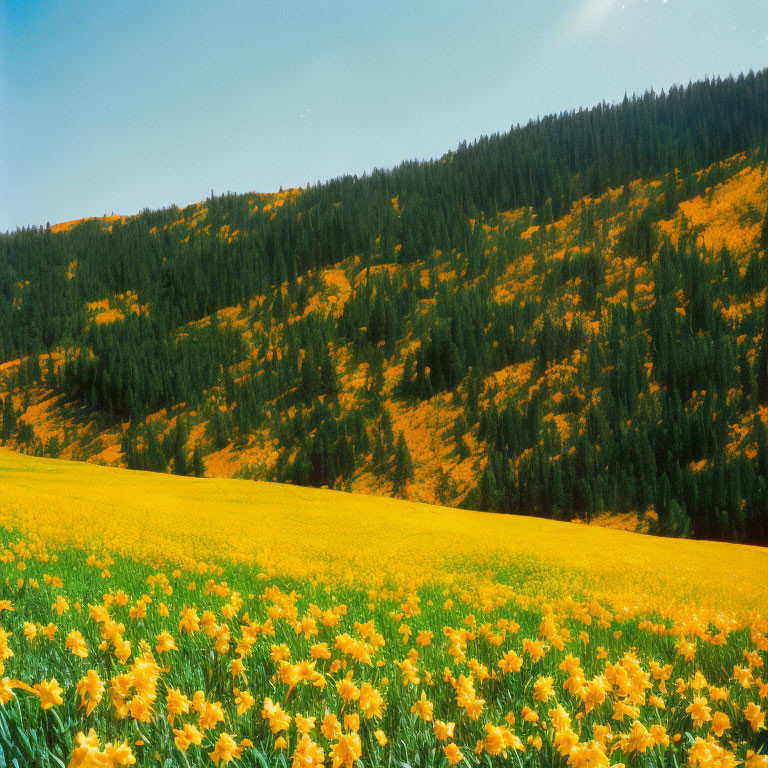 Scenic Yellow Flower Field and Pine Forest Landscape