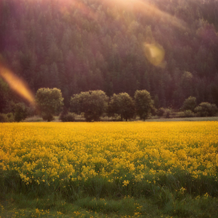 Sunlit Field of Yellow Flowers with Evergreen Trees and Sunbeam