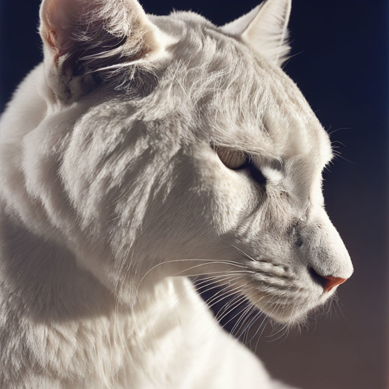 White Cat with Sunlit Fur and Serene Expression