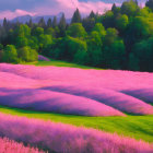 Lavender fields in pink and purple hues at sunrise with green trees