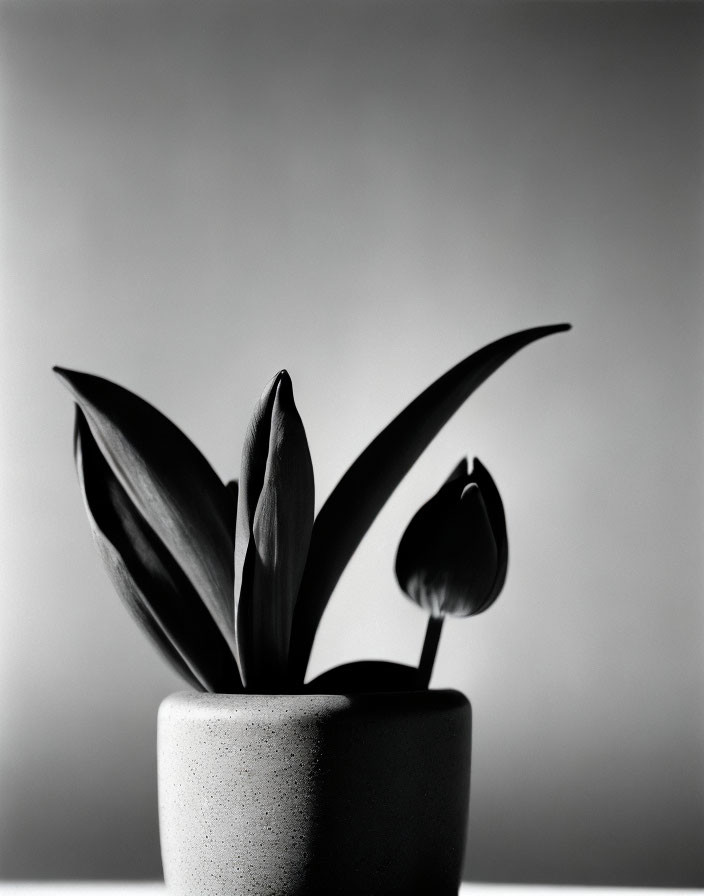 Monochrome image of potted plant with long leaves on gradient backdrop