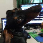 Black and Tan Dog in Office Setting with Computer Screens and Toy Dogs