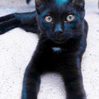 Black cat with blue eyes on cosmic background with stars and moon