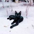 Black Cat with Gleaming Eyes Next to Cosmic Helmet and White Spheres on Textured Surface