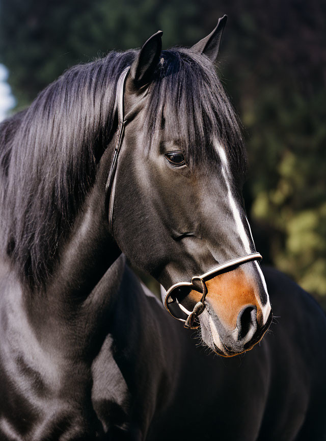 Majestic black horse portrait with bridle in natural setting