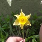 Bright yellow flower with blue butterfly and bee in nature scene