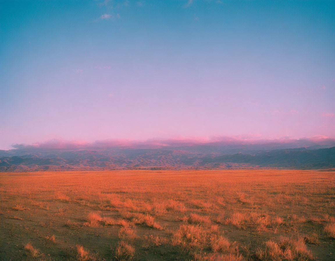 Golden Field at Sunrise/Sunset with Mountains in Distance