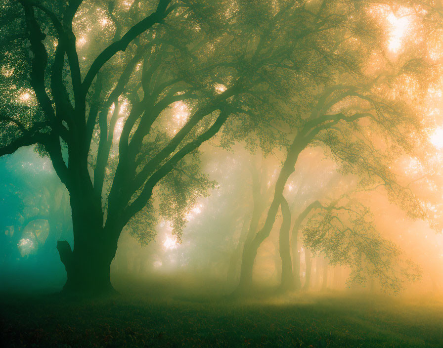 Sunlit mystical forest with fog and verdant trees