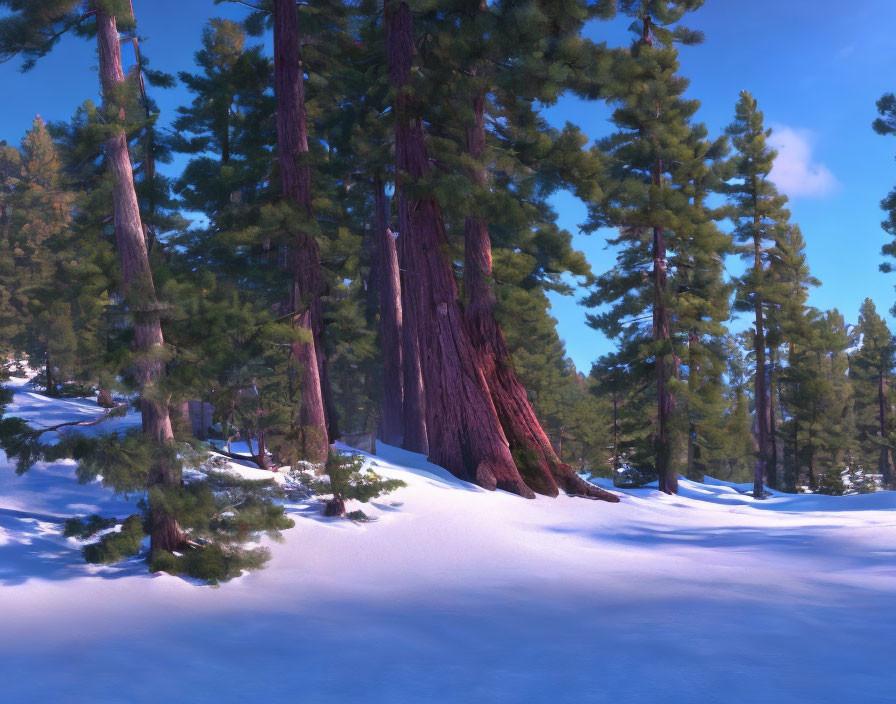 Snow-covered winter landscape with towering pine trees