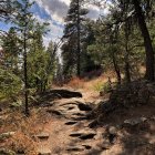 Tranquil forest trail with tall pine trees under cloudy sky