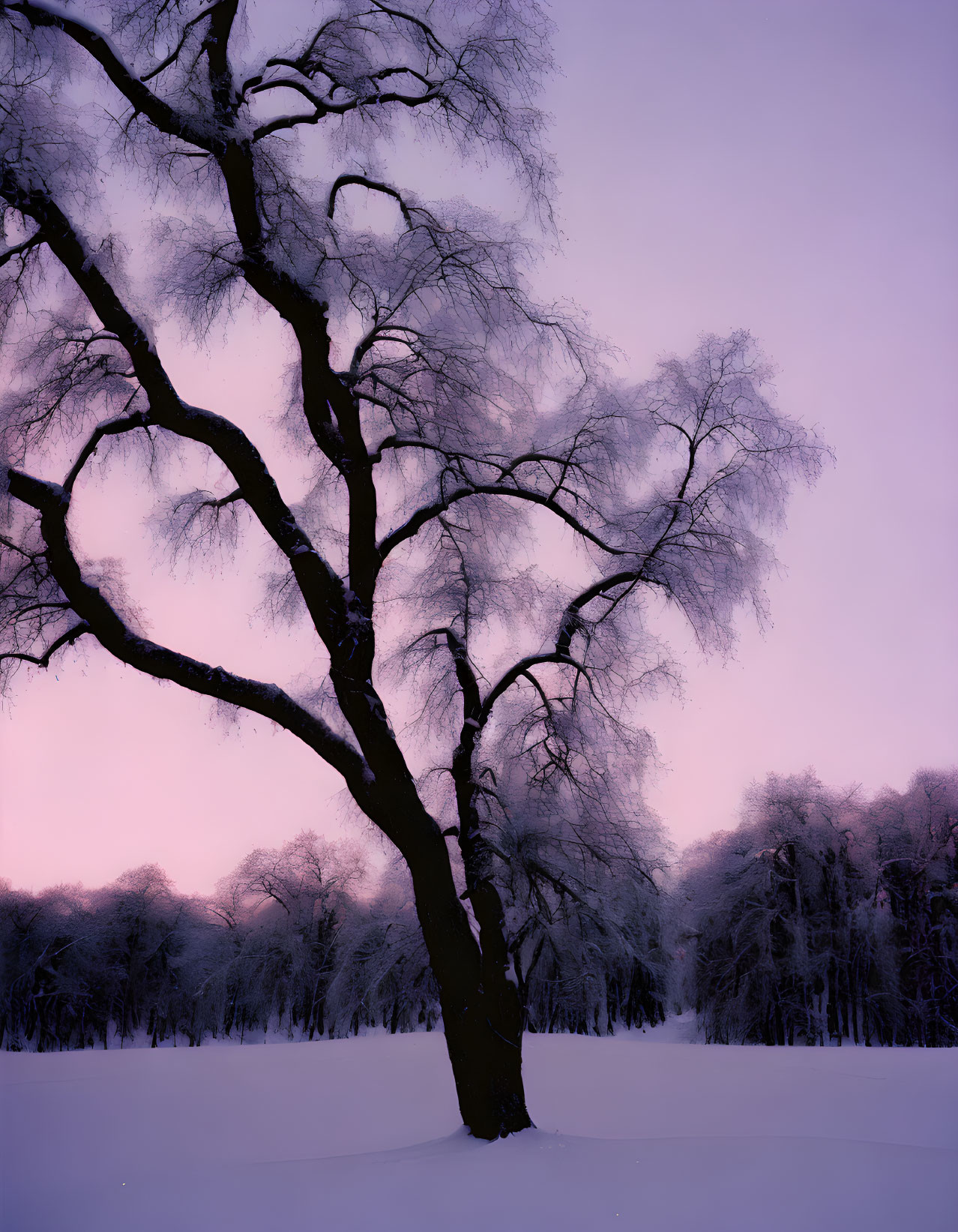 Bare tree in twilight with pink and purple sky, snow-covered ground