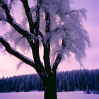 Bare tree in twilight with pink and purple sky, snow-covered ground