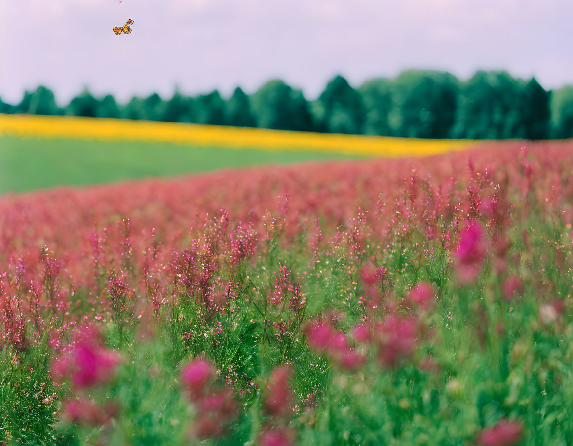 Pink Flowers Field with Yellow Blooms and Butterfly in Cloudy Sky