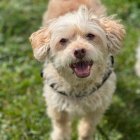 Fluffy White Dog with Wavy Fur on Grassy Background