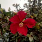 Vibrant Red Flower Among Green Succulents and Purple Flora