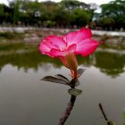 Pink lotus flower blooming in murky water with reflection and scattered petals.