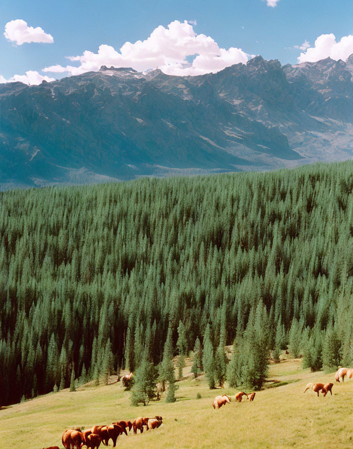 Tranquil landscape with grazing horses, pine forest, and mountains