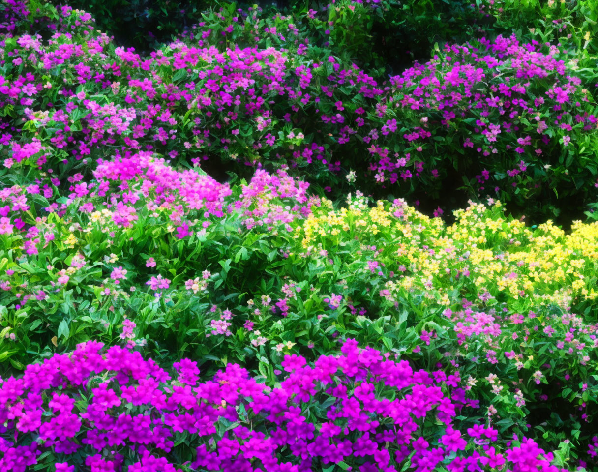 Colorful Garden with Pink and Yellow Flowers in Lush Green Foliage