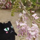 Black Cat under Pink Cherry Blossoms with Sky Background