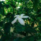 Portrait of woman in serene nature setting with lush green foliage and delicate flowers.