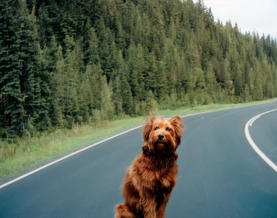 Brown dog on winding road in dense forest