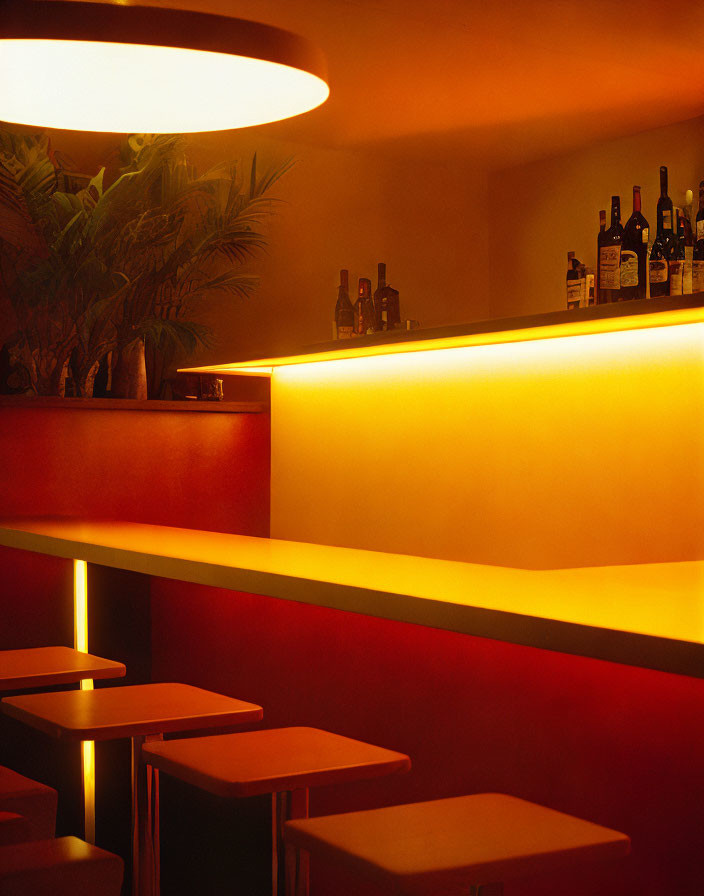 Cozy bar interior with curved counter, bar stools, shelves of bottles, and a potted plant