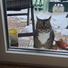 Grey and White Cat on Cozy Window Seat with Snowy Tree View