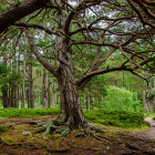 Colorful oil painting of a majestic tree in a lush green forest