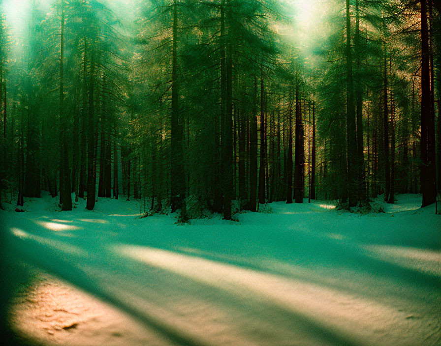 Sunlight filters through dense pine forest, casting shadows on snowy ground