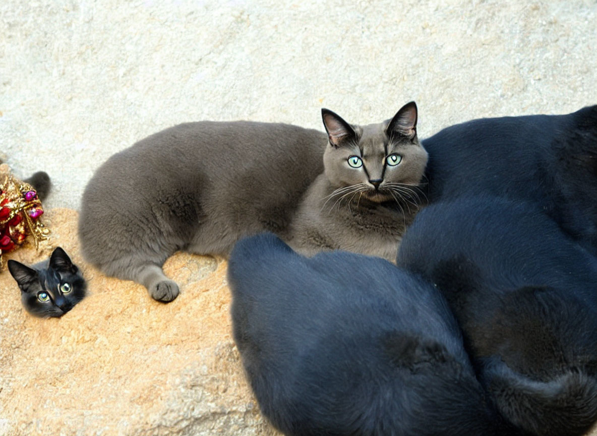 Two Cats, Grey and Black, Near Festive Decoration