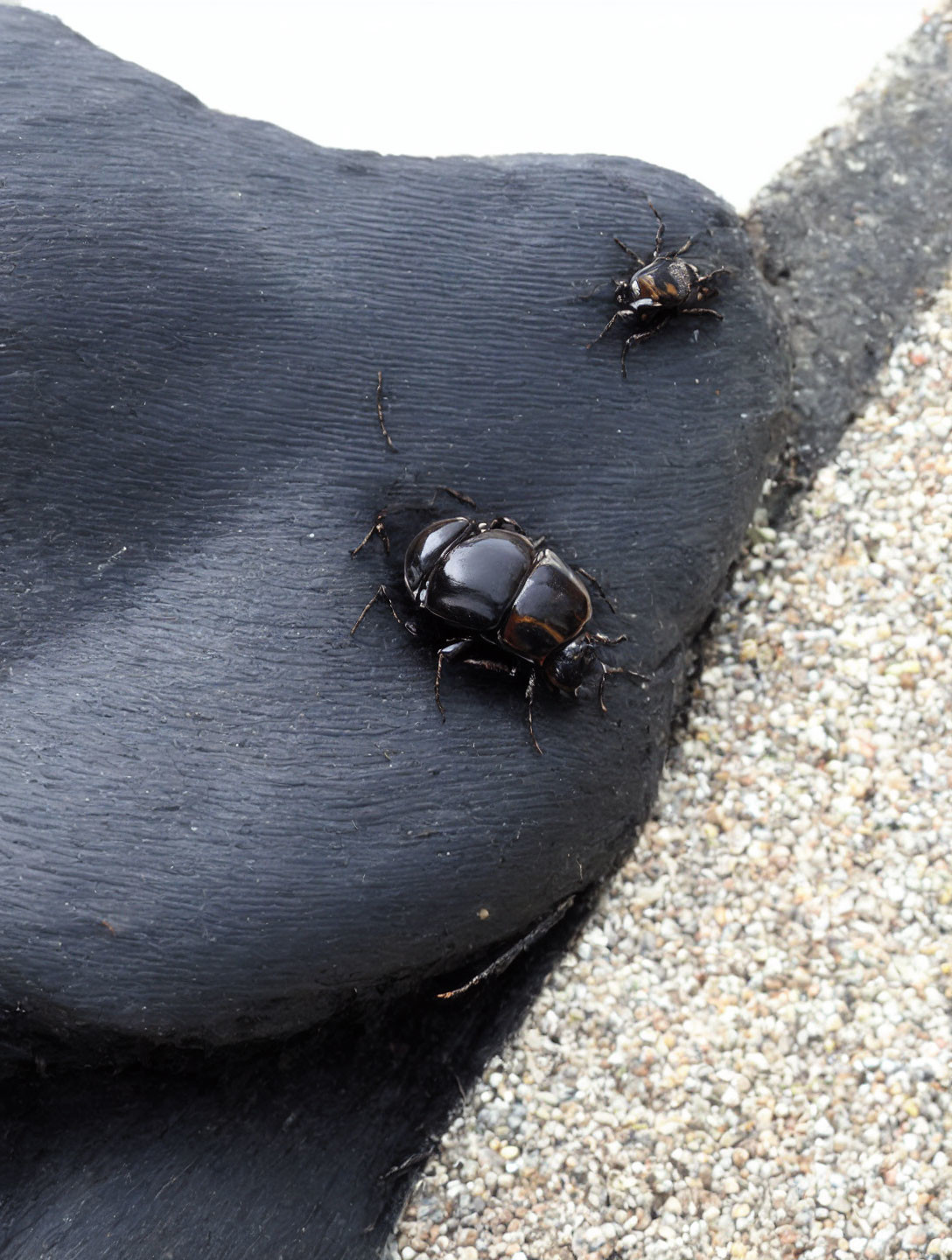 Close-up image of two black beetles on dark surface