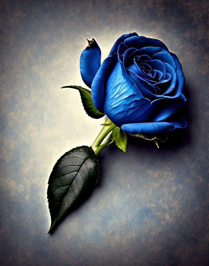 Blue rose with green stem on textured beige background