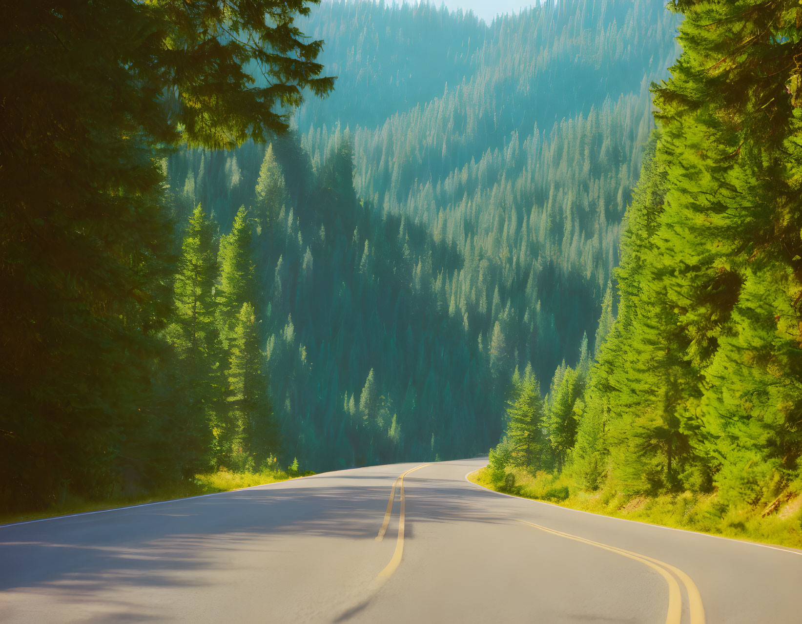 Scenic Evergreen Forest Road in Warm Sunlight