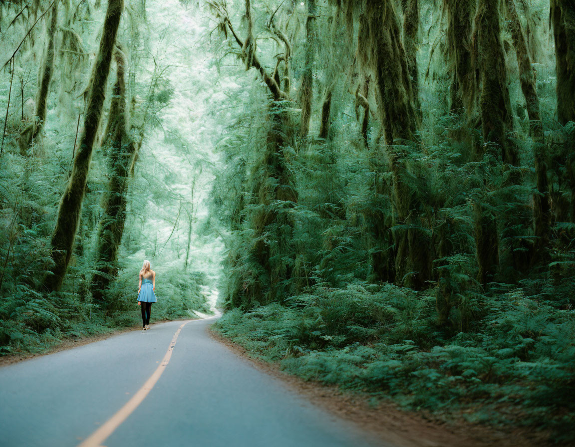 Tranquil forest scene with person walking among moss-covered trees