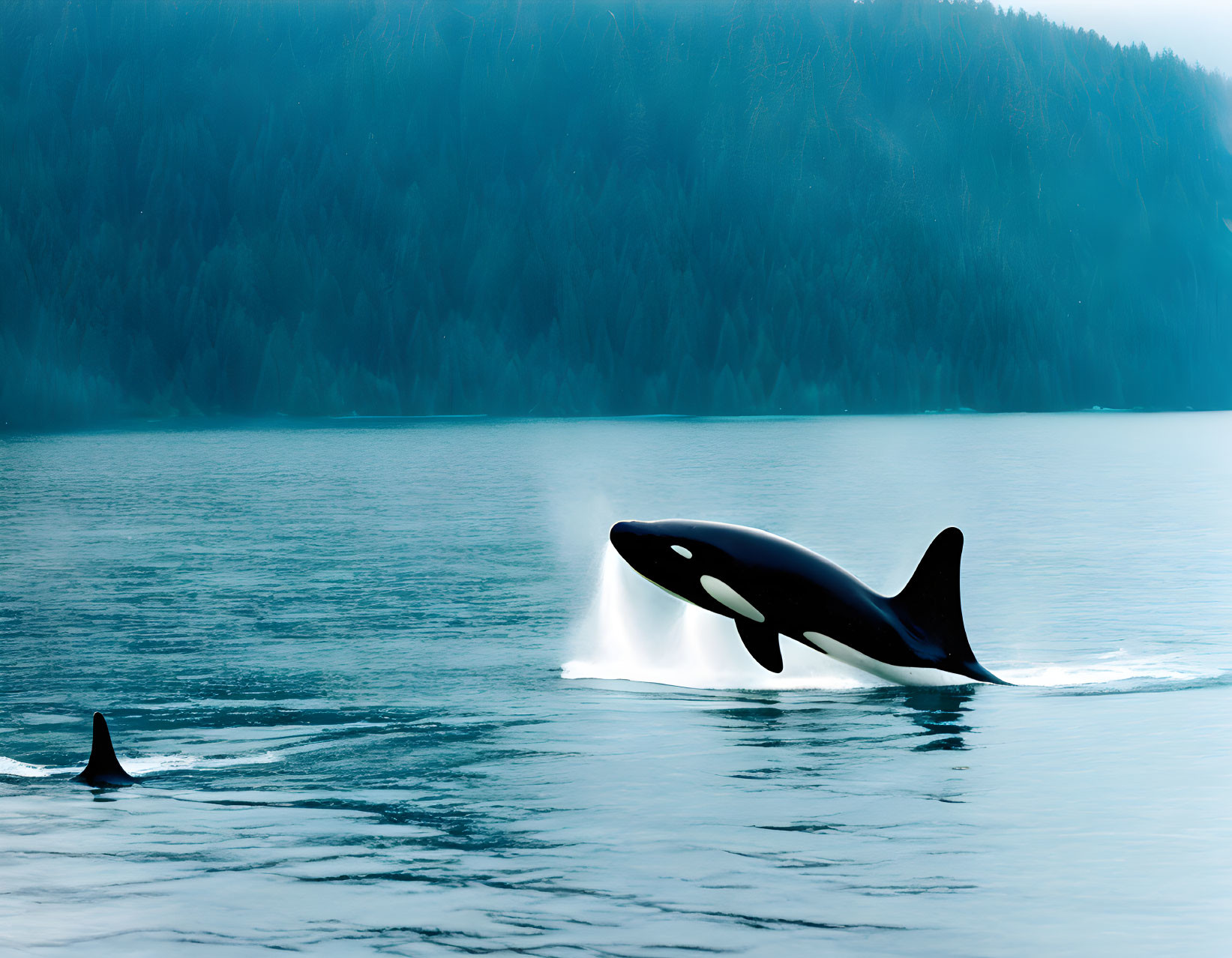 Orca breaching in misty bay with forested hills in background