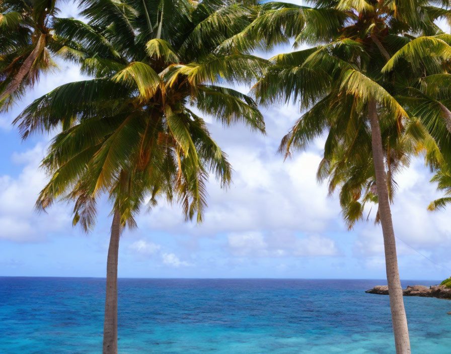 Tropical palm trees under clear blue sky by tranquil turquoise sea