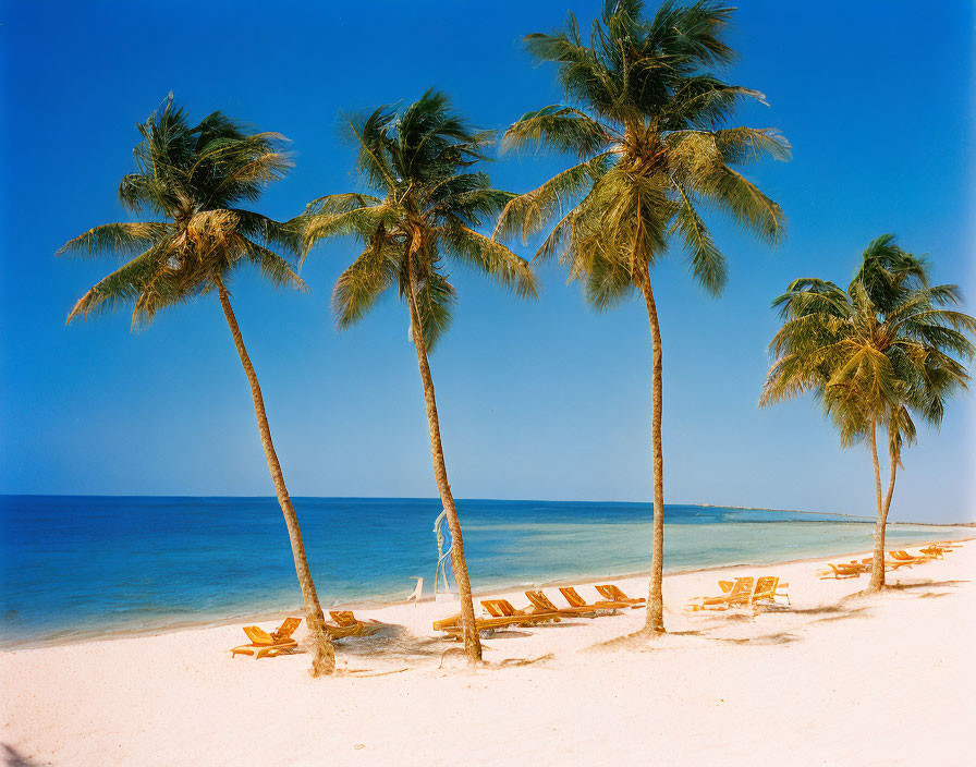 Tropical Beach Scene with Palm Trees, White Sand, Turquoise Water, and Sun Loungers