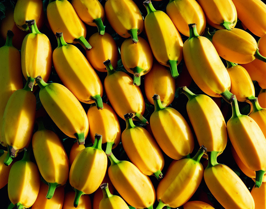 Ripe yellow bananas in close-up view