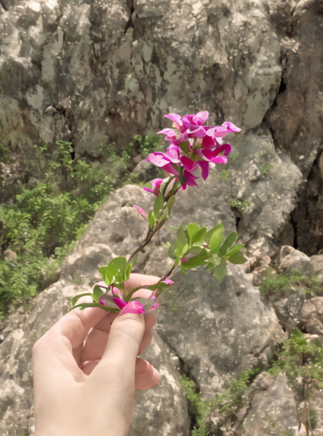 Pink flowers held by hand against rocky cliff background