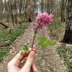 Pink flowers held by hand against rocky cliff background