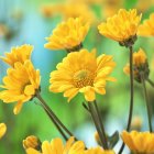 Vibrant yellow flowers with water droplets on soft blue backdrop